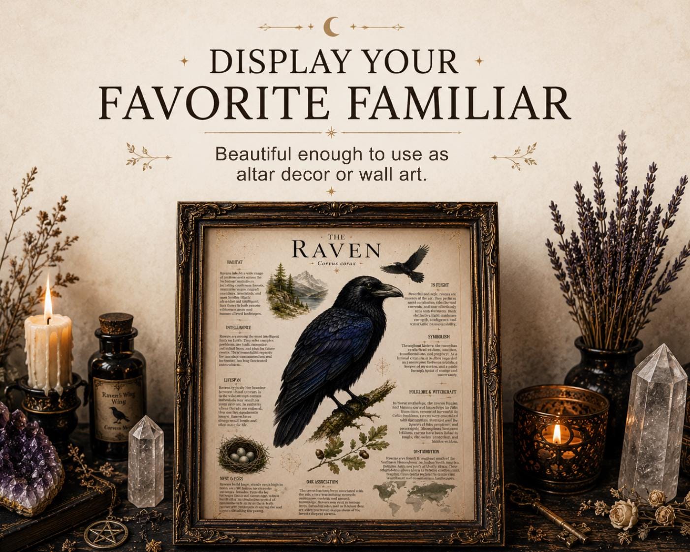Witch Familiar Grimoire | Victorian Anatomy of Sacred Animals | Animal Symbolism & Anatomy | Book of Shadows Insert | Witchcraft Journal